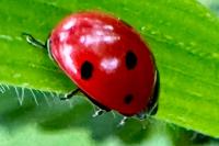 Coccinella septempunctata