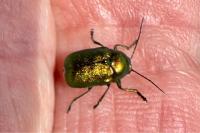 Cryptocephalus