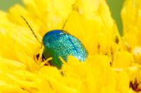 Cryptocephalus
