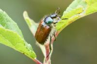 Phyllopertha horticola