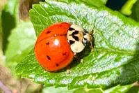 Harmonia axyridis