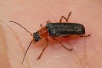 Cantharis