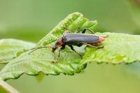 Cantharis fusca
