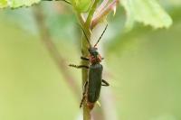 Cantharis fusca