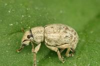 Strophosoma capitatum