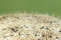 Strophosoma capitatum