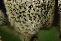 Strophosoma capitatum