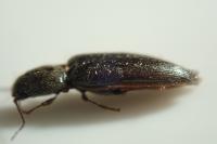 Athous vittatus