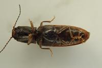 Athous vittatus