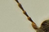 Athous vittatus