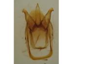 Athous vittatus