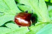 Chrysolina polita