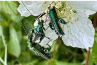 Oedemera nobilis