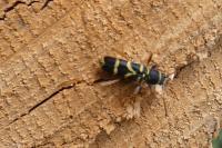 Clytus arietis