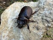 Oryctes nasicornis
