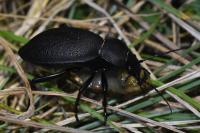 Carabus coriaceus