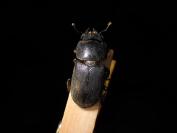 Dorcus parallelipipedus