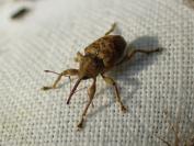 Curculio