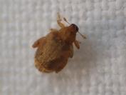 Orchestes quercus