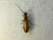 Rhagonycha nigriventris