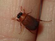 Serica brunnea