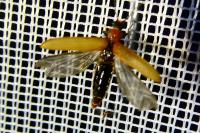 Denticollis linearis