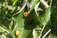 Harmonia axyridis