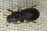Nialus varians