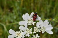 Trichodes alvearius