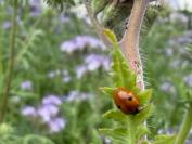 Adalia bipunctata