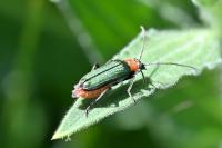Anogcodes seladonius