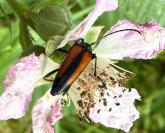 Stenurella melanura