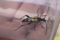 Rutpela maculata