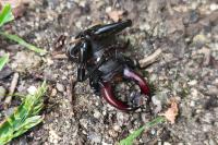 Lucanus cervus