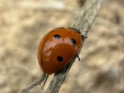 Coccinella septempunctata