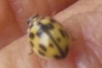 Propylea quatuordecimpunctata
