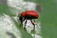 Apoderus coryli