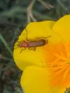 Rhagonycha fulva