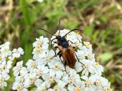 Pseudovadonia livida