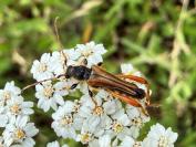 Stenopterus rufus