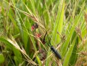Calamobius filum