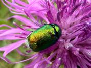 Cryptocephalus