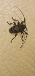 Aegomorphus clavipes