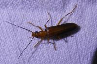 Nacerdes carniolica