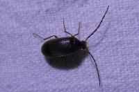 Hymenalia rufipes