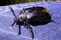 Prionus coriarius