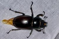 Lucanus cervus