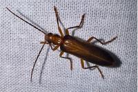 Nacerdes carniolica