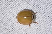 Harmonia axyridis