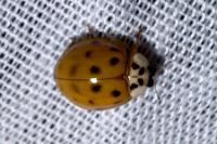 Harmonia axyridis